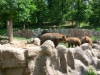 vylet-do-zoo-062